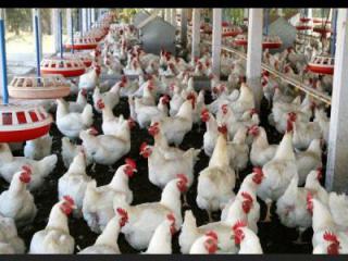 Производство мяса птицы  в Новосибирской области уменьшилось на 15%