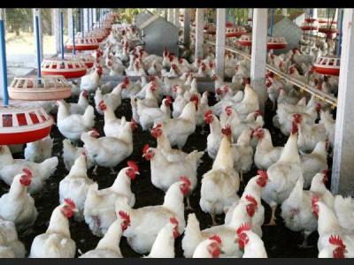 Производство мяса птицы  в Новосибирской области уменьшилось на 15%